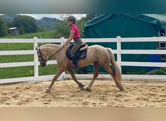 Plus de poneys/petits chevaux, Hongre, 3 Ans, 155 cm, Palomino