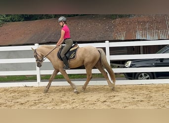 Plus de poneys/petits chevaux, Hongre, 3 Ans, 155 cm, Palomino