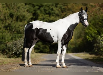 Plus de poneys/petits chevaux, Hongre, 3 Ans, 158 cm, Pinto