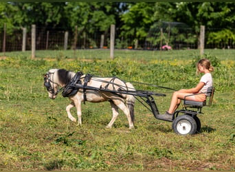 Plus de poneys/petits chevaux, Hongre, 3 Ans, 89 cm, Pinto