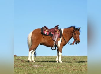 Plus de poneys/petits chevaux, Hongre, 3 Ans, 91 cm, Pinto