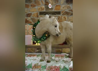 Plus de poneys/petits chevaux, Hongre, 3 Ans, 94 cm, Palomino