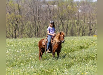 Plus de poneys/petits chevaux, Hongre, 4 Ans, 104 cm, Alezan cuivré