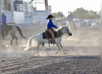 Plus de poneys/petits chevaux, Hongre, 4 Ans, 104 cm, Gris