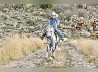 Plus de poneys/petits chevaux, Hongre, 4 Ans, 104 cm, Gris