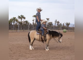 Plus de poneys/petits chevaux, Hongre, 4 Ans, 107 cm, Buckskin