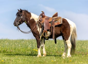 Plus de poneys/petits chevaux, Hongre, 4 Ans, 107 cm, Pinto