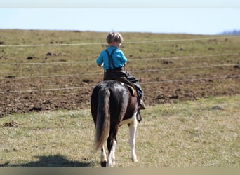 Plus de poneys/petits chevaux, Hongre, 4 Ans, 112 cm, Pinto