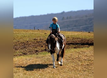 Plus de poneys/petits chevaux, Hongre, 4 Ans, 112 cm, Pinto