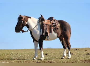 Plus de poneys/petits chevaux, Hongre, 4 Ans, 112 cm, Pinto