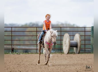 Plus de poneys/petits chevaux, Hongre, 4 Ans, 114 cm, Palomino