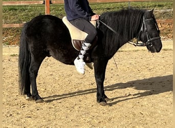 Plus de poneys/petits chevaux, Hongre, 4 Ans, 116 cm, Noir