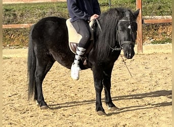 Plus de poneys/petits chevaux, Hongre, 4 Ans, 116 cm, Noir