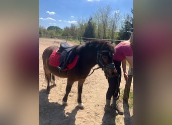 Plus de poneys/petits chevaux, Hongre, 4 Ans, 120 cm, Bai