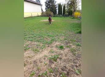 Plus de poneys/petits chevaux, Hongre, 4 Ans, 120 cm, Bai