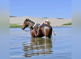 Plus de poneys/petits chevaux, Hongre, 4 Ans, 122 cm, Bai cerise