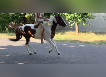 Plus de poneys/petits chevaux, Hongre, 4 Ans, 125 cm, Pinto