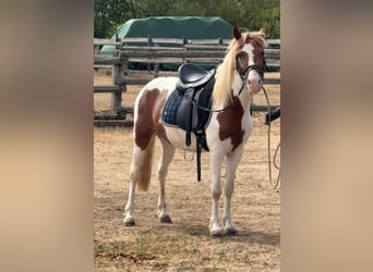 Plus de poneys/petits chevaux, Hongre, 4 Ans, 127 cm, Pinto