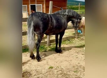 Plus de poneys/petits chevaux, Hongre, 4 Ans, 130 cm, Gris pommelé