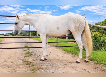Plus de poneys/petits chevaux, Hongre, 4 Ans, 132 cm, Gris