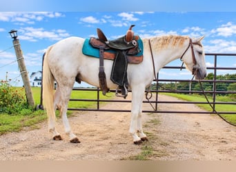 Plus de poneys/petits chevaux, Hongre, 4 Ans, 132 cm, Gris