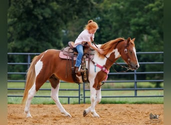 Plus de poneys/petits chevaux, Hongre, 4 Ans, 132 cm, Pinto