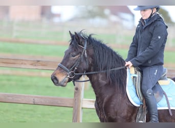 Plus de poneys/petits chevaux, Hongre, 4 Ans, 133 cm, Bai