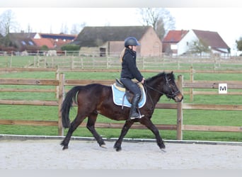 Plus de poneys/petits chevaux, Hongre, 4 Ans, 133 cm, Bai