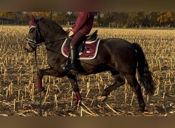 Plus de poneys/petits chevaux, Hongre, 4 Ans, 135 cm, Bai brun foncé