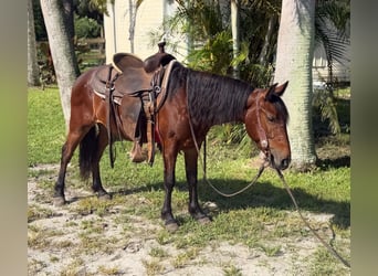 Plus de poneys/petits chevaux, Hongre, 4 Ans, 135 cm, Bai cerise