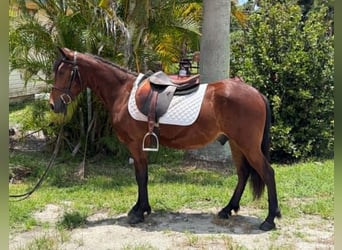 Plus de poneys/petits chevaux, Hongre, 4 Ans, 135 cm, Bai cerise