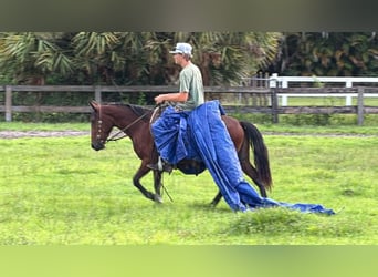 Plus de poneys/petits chevaux, Hongre, 4 Ans, 135 cm, Bai cerise