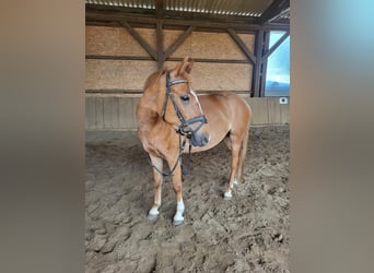 Plus de poneys/petits chevaux, Hongre, 4 Ans, 137 cm, Alezan