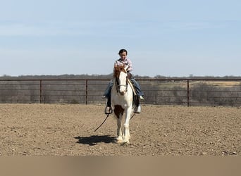 Plus de poneys/petits chevaux, Hongre, 4 Ans, 137 cm, Pinto