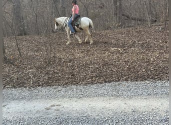 Plus de poneys/petits chevaux, Hongre, 4 Ans, 137 cm, Pinto