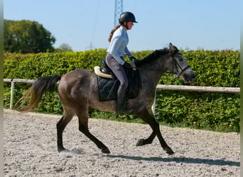 Plus de poneys/petits chevaux, Hongre, 4 Ans, 138 cm, Gris