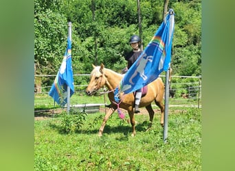 Plus de poneys/petits chevaux, Hongre, 4 Ans, 140 cm, Palomino