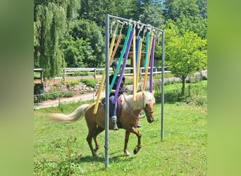 Plus de poneys/petits chevaux, Hongre, 4 Ans, 140 cm, Palomino
