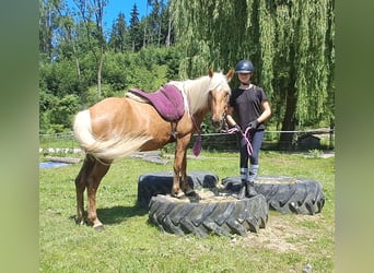 Plus de poneys/petits chevaux, Hongre, 4 Ans, 140 cm, Palomino