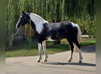 Plus de poneys/petits chevaux, Hongre, 4 Ans, 140 cm, Pinto