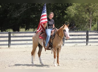 Plus de poneys/petits chevaux Croisé, Hongre, 4 Ans, 142 cm, Isabelle