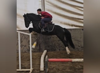 Plus de poneys/petits chevaux, Hongre, 4 Ans, 142 cm, Pinto