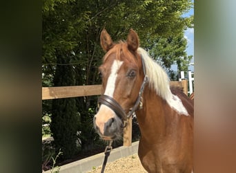 Plus de poneys/petits chevaux, Hongre, 4 Ans, 142 cm, Pinto