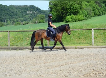 Plus de poneys/petits chevaux, Hongre, 4 Ans, 143 cm, Bai