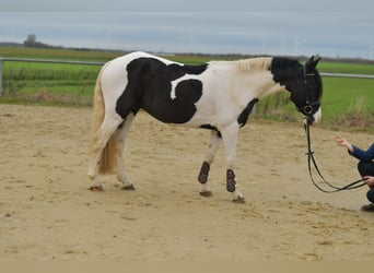 Plus de poneys/petits chevaux, Hongre, 4 Ans, 143 cm, Pinto