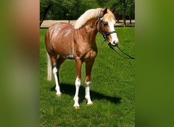 Plus de poneys/petits chevaux, Hongre, 4 Ans, 143 cm, Rouan Rouge