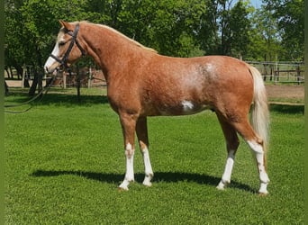 Plus de poneys/petits chevaux, Hongre, 4 Ans, 143 cm, Rouan Rouge