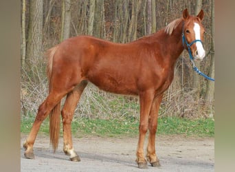 Plus de poneys/petits chevaux, Hongre, 4 Ans, 145 cm, Alezan