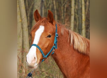Plus de poneys/petits chevaux, Hongre, 4 Ans, 145 cm, Alezan