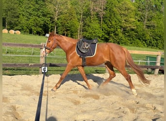 Plus de poneys/petits chevaux, Hongre, 4 Ans, 145 cm, Alezan